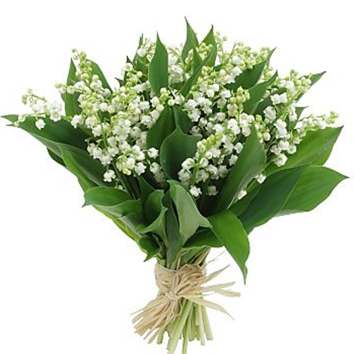 Pour le 1er Mai offrez du Muguet ! | Fondation COS