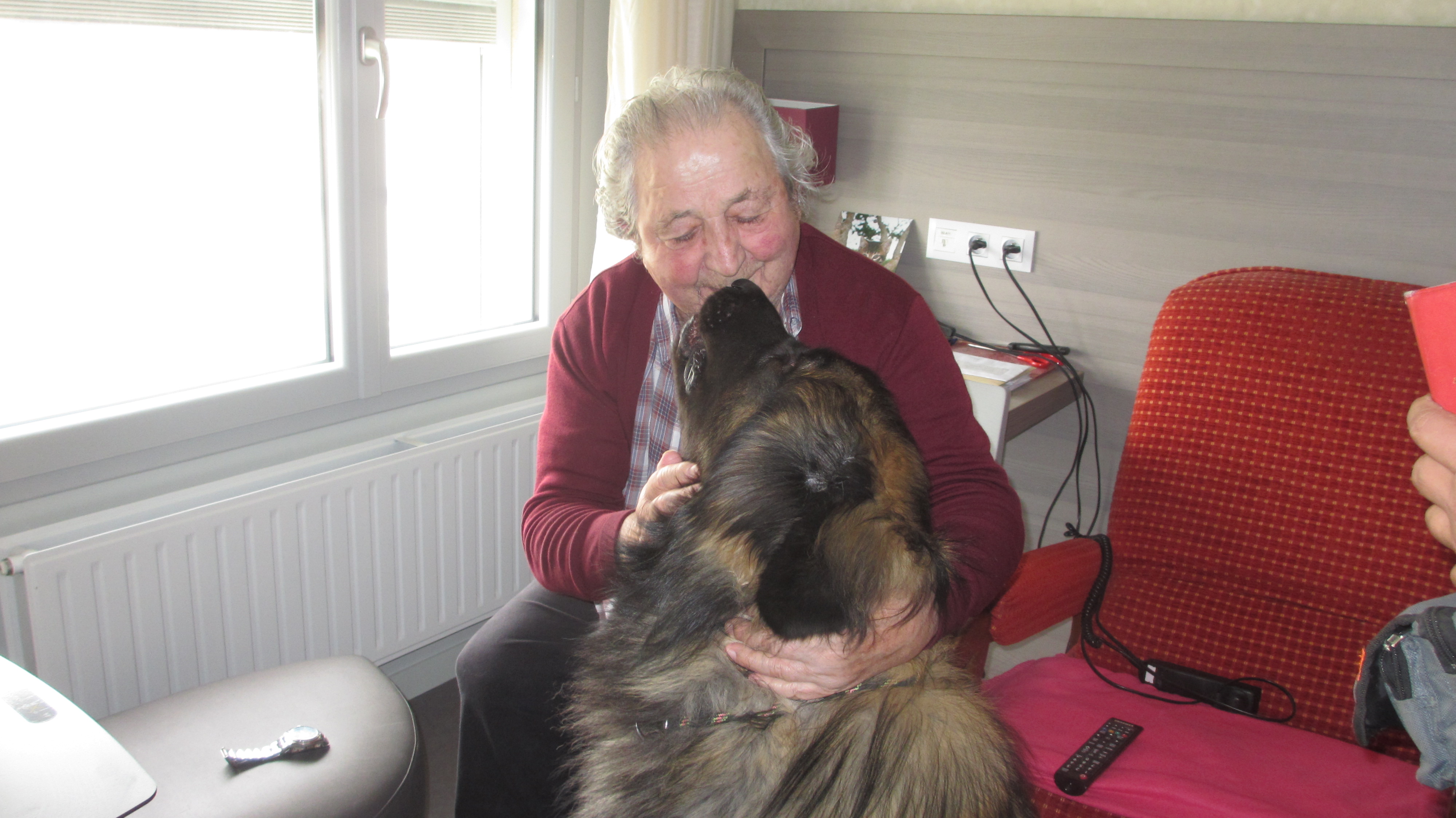 chiens visiteurs