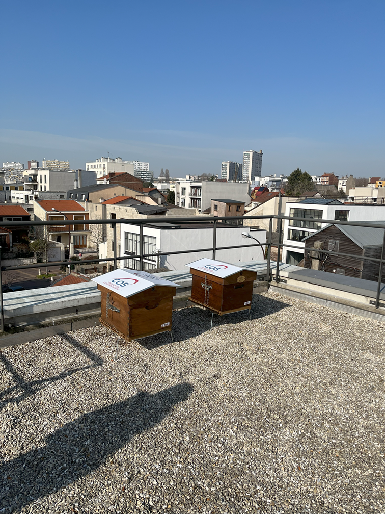 Les ruches installées aux Sureaux Les ruches aux Sureaux