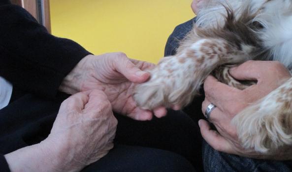 Les bienfaits de la zoothérapie