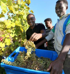 Les réfugiés du CAO d’Isard COS en vendanges à Franqueville 