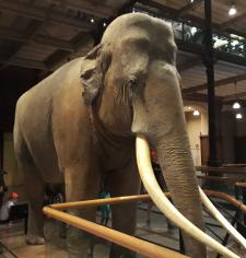 Museum national histoire naturelle